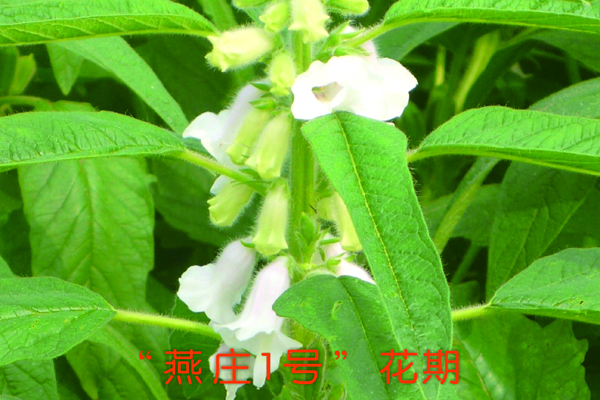 “燕莊一號(hào)”花期