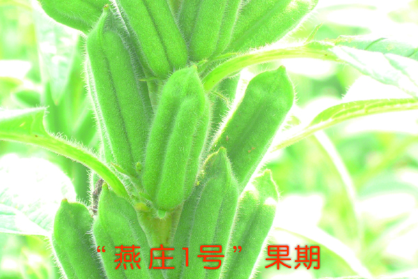 “燕莊一號(hào)”果期